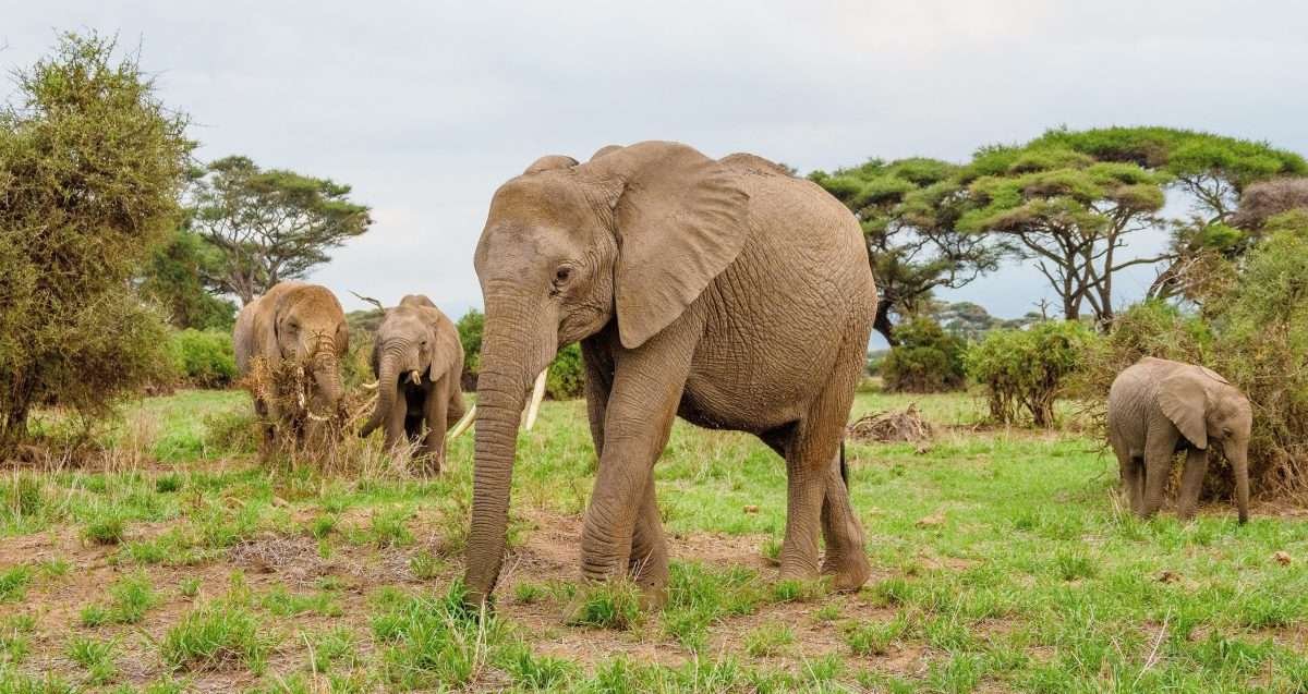 Fly In Safari Kenya
