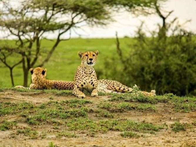 Kenya safari