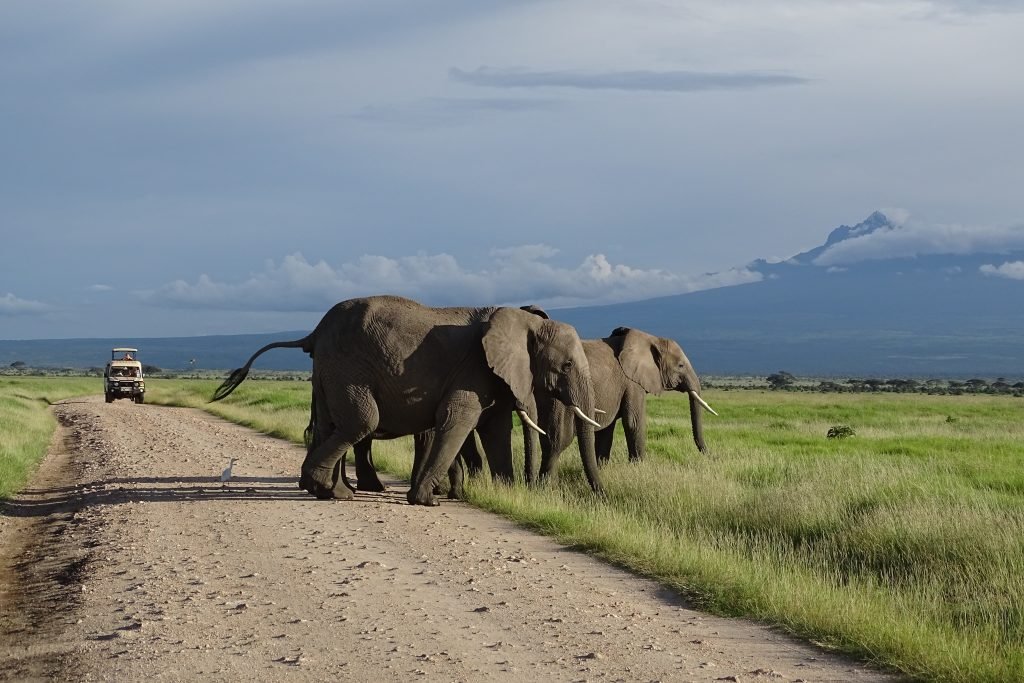 Amboseli safari packages