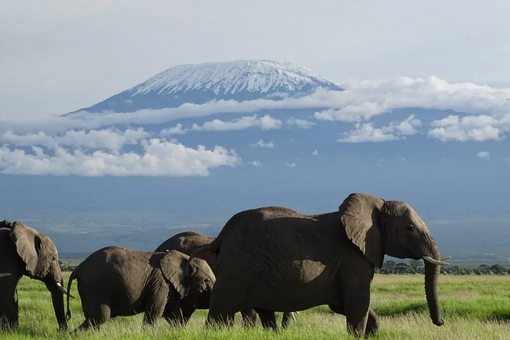 Amboseli safaris