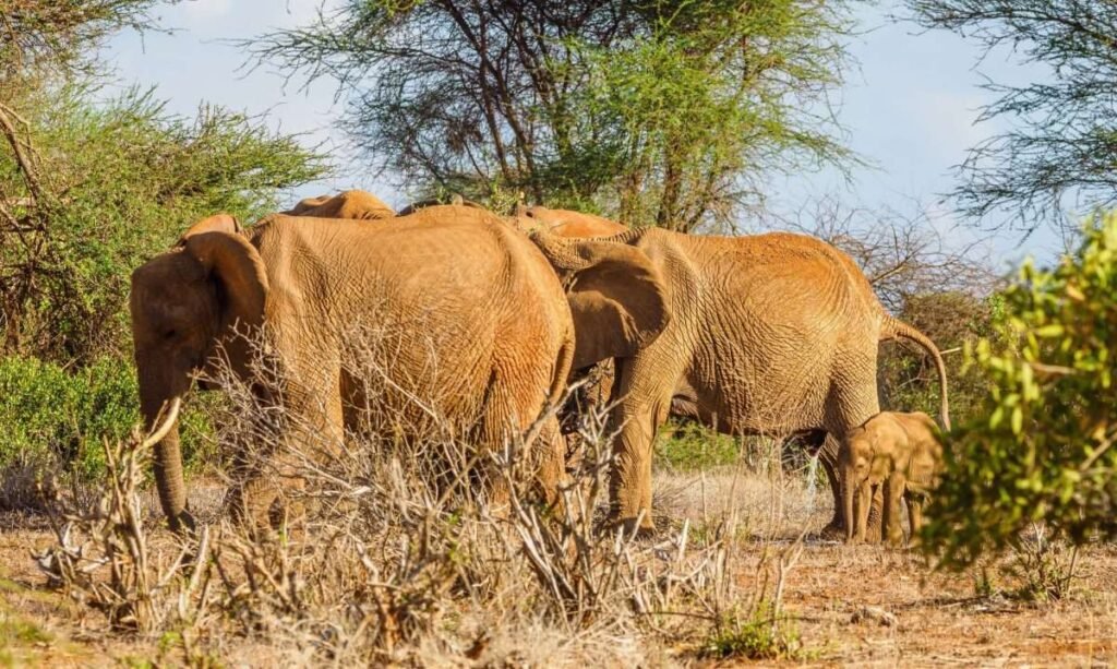 1 day tsavo east safari