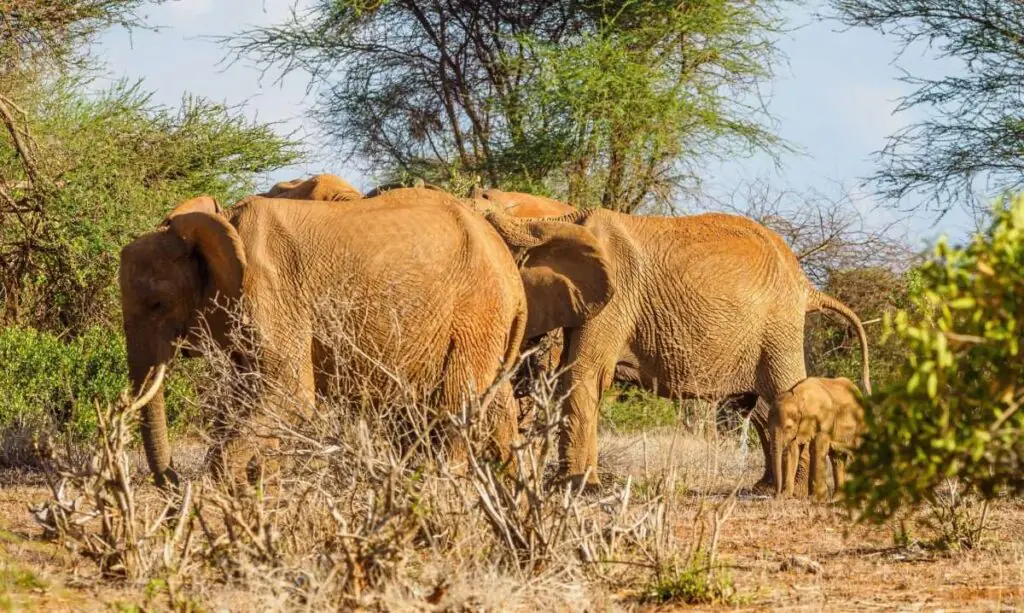 1 day tsavo east safari