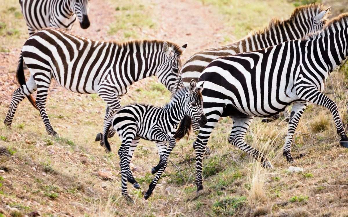 12-day Kenya safari and beach holiday