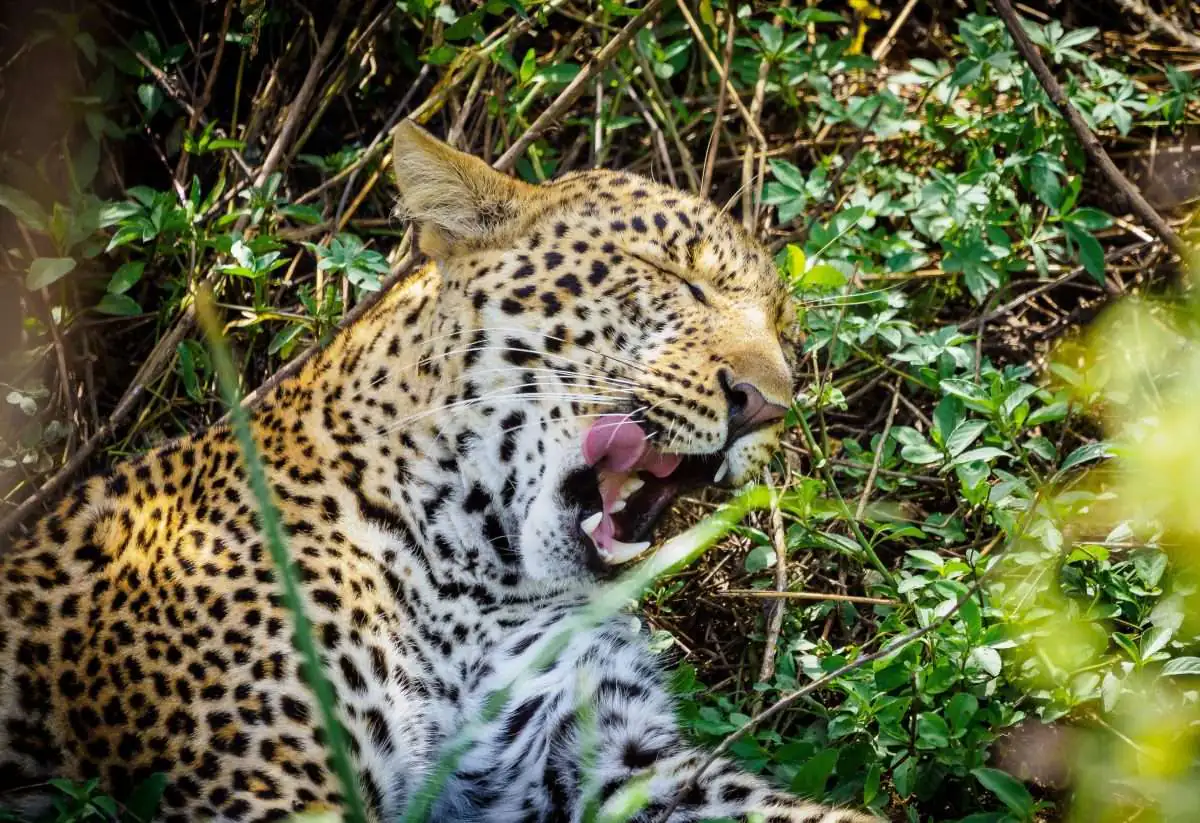 Nairobi to Mombasa safari