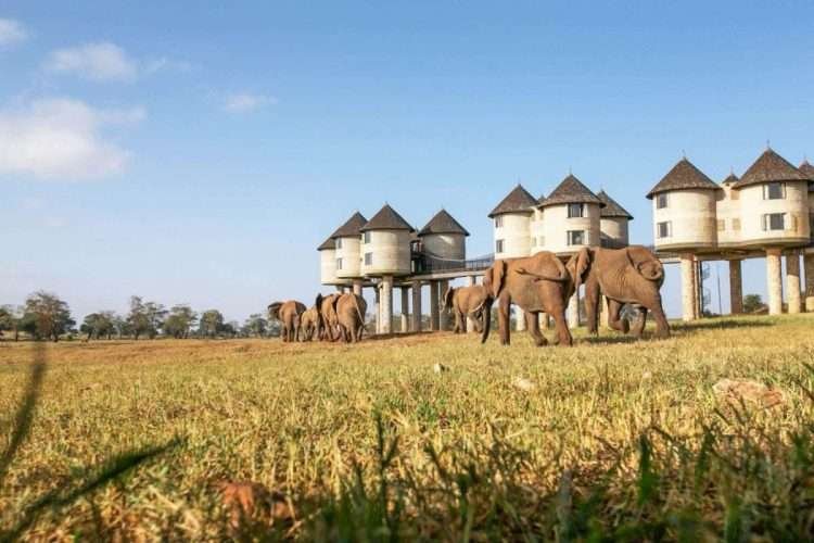 Multi-Day Safari Tours in Kenya & Tanzania