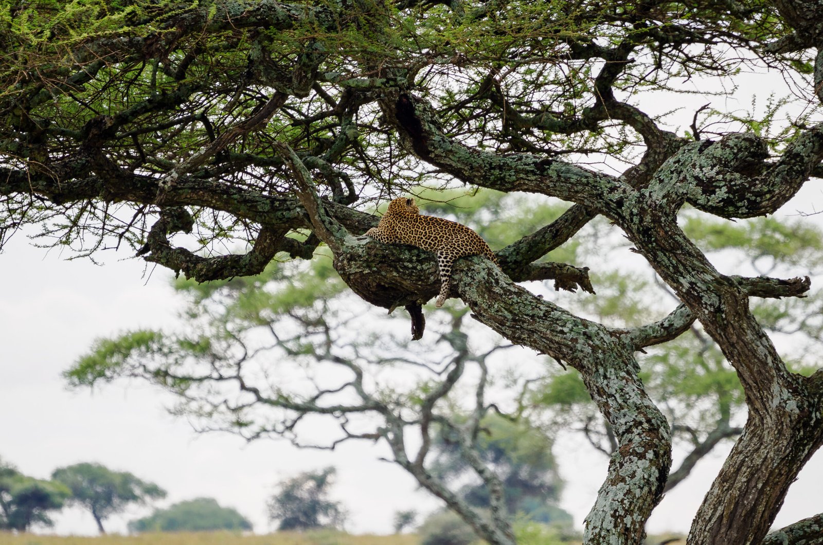 Specialized Safaris in Kenya