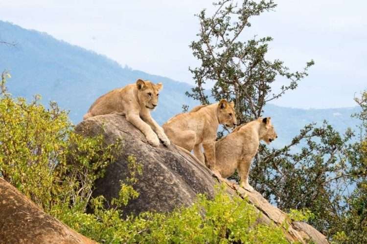 Specialized Safaris in Kenya