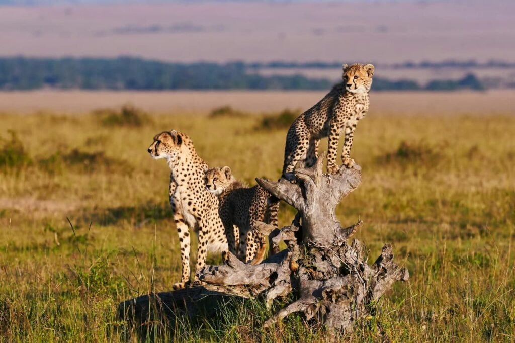 Annest Kenya safaris