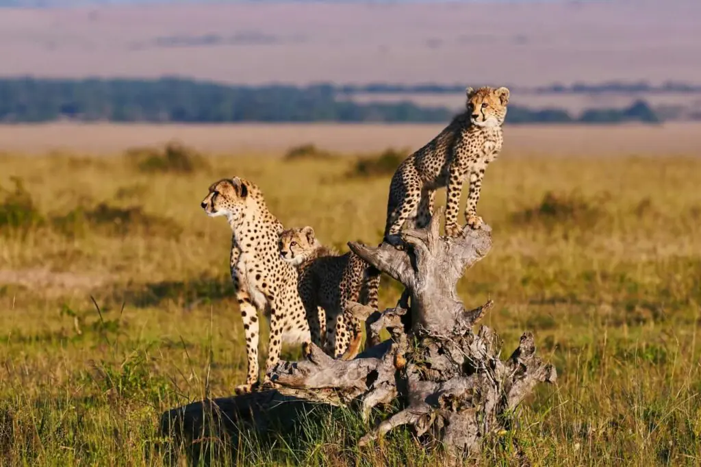 Annest Kenya safaris