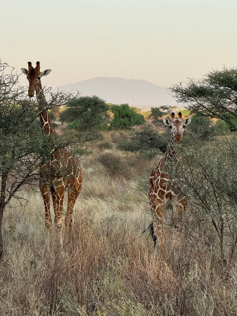 Our Samburu Safari Packages