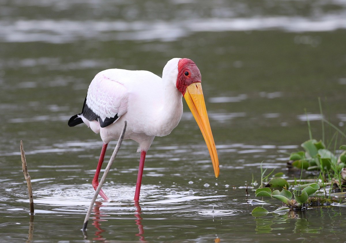Specialized Safaris in Kenya