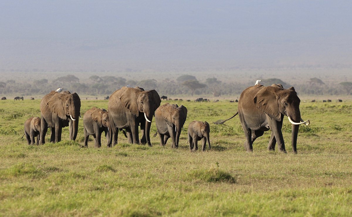 Amboseli National Park