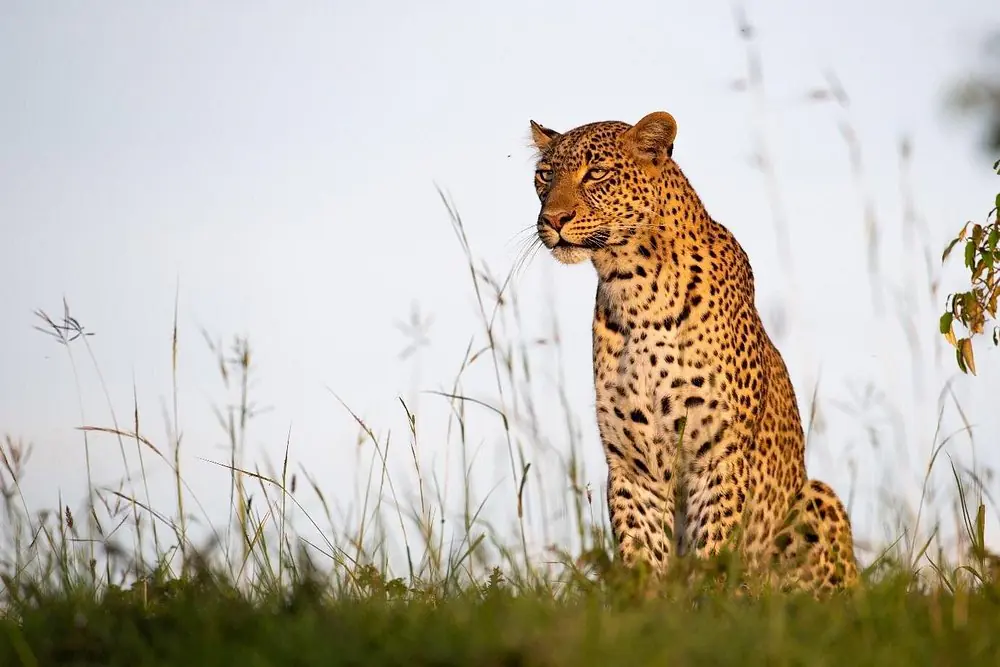 Luxury Kenya Safaris