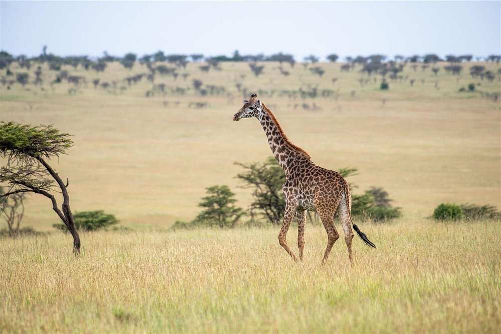 Luxury Kenya Safaris