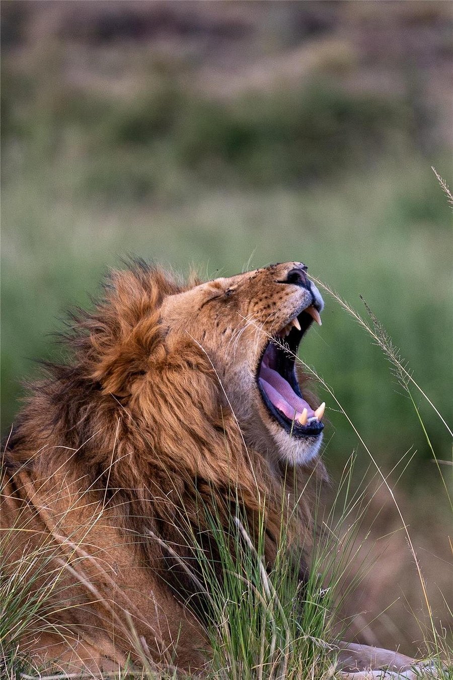 Multi-Day Safari Tours in Kenya & Tanzania