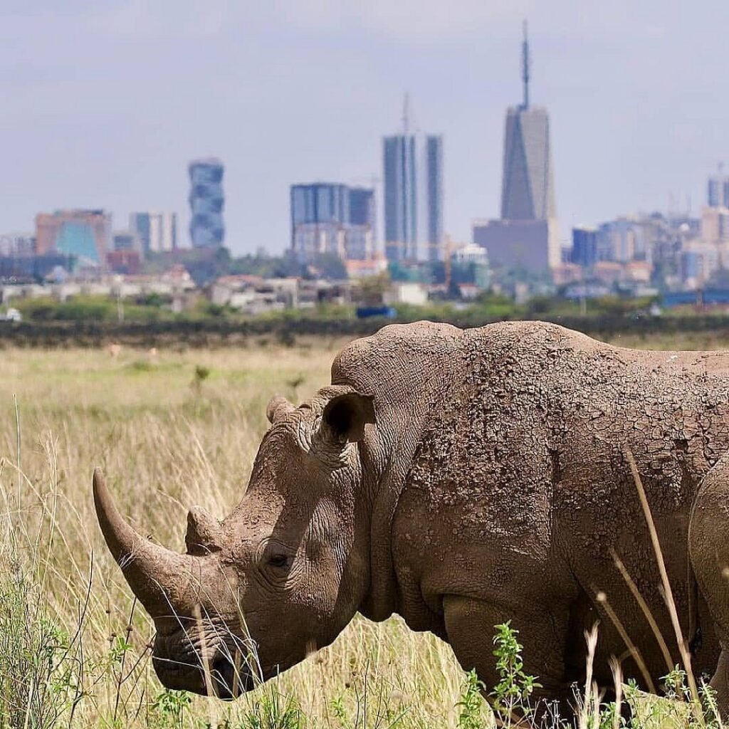 Nairobi-National-park-excursion