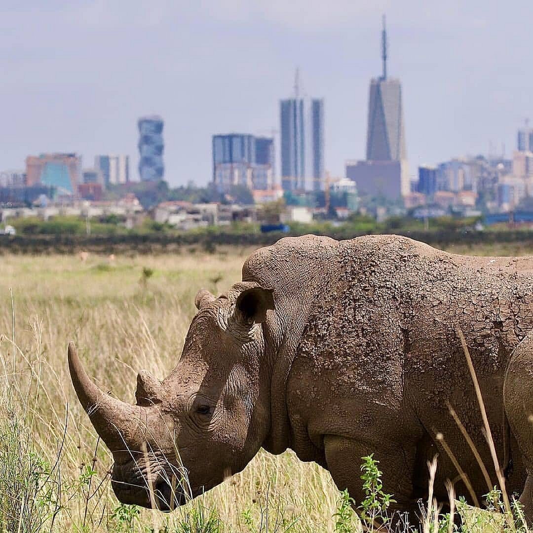 Nairobi-National-park-excursion