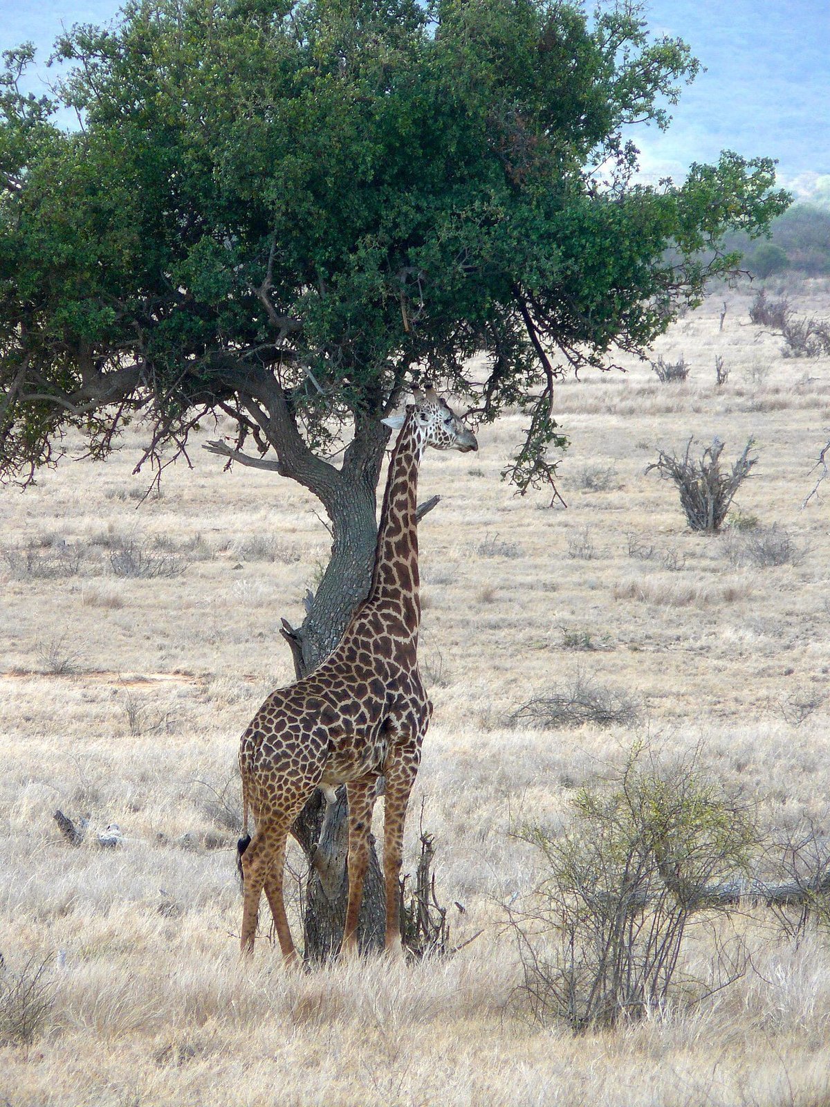 Tsavo safaris
