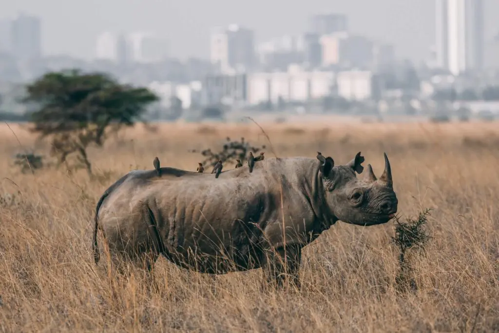 Half-Day Nairobi National Park Tour