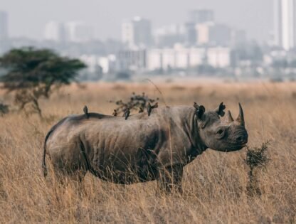 Half-Day Nairobi National Park Tour
