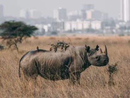 Half-Day Nairobi National Park Tour