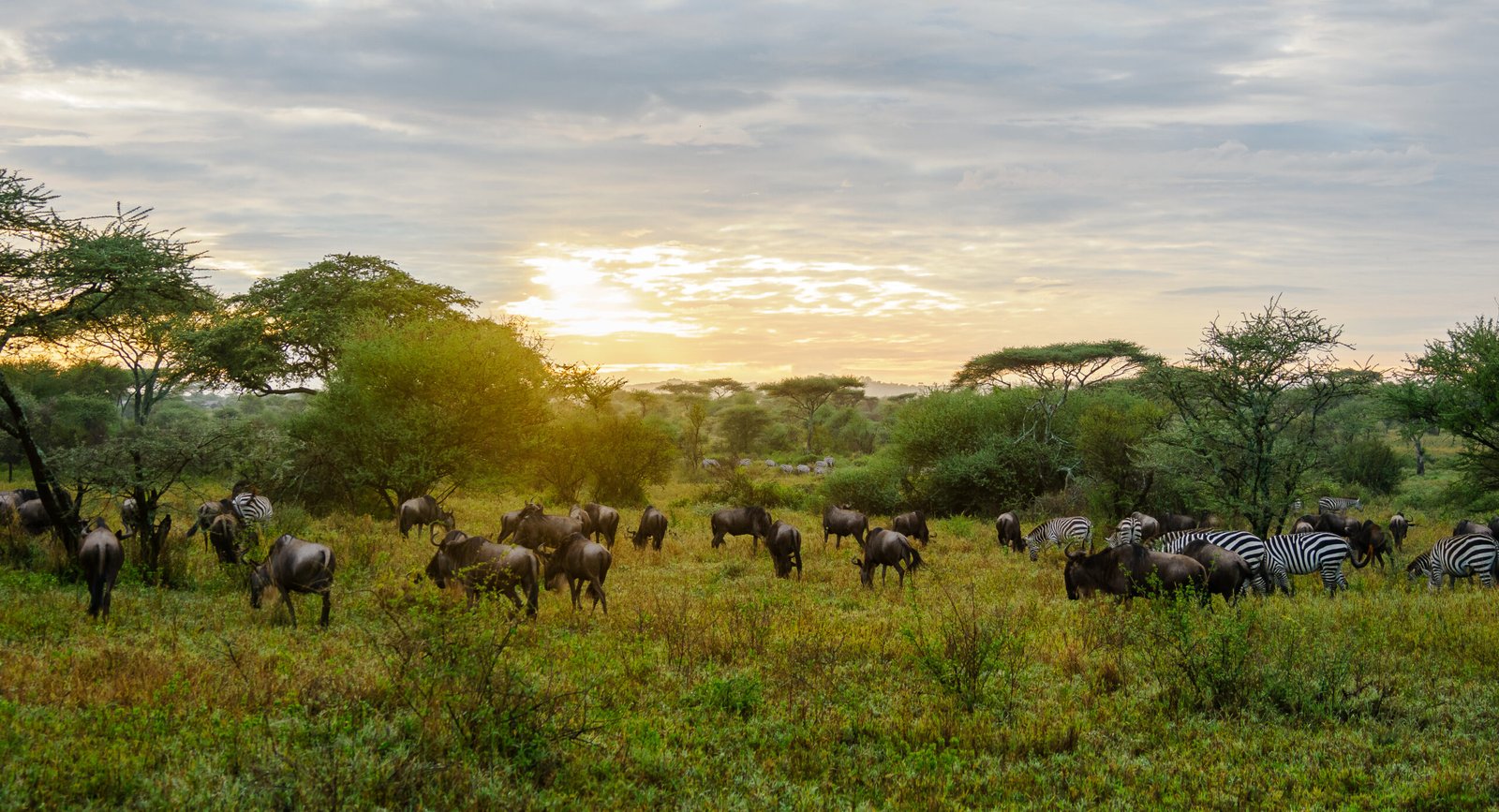 Safaris en Kenia