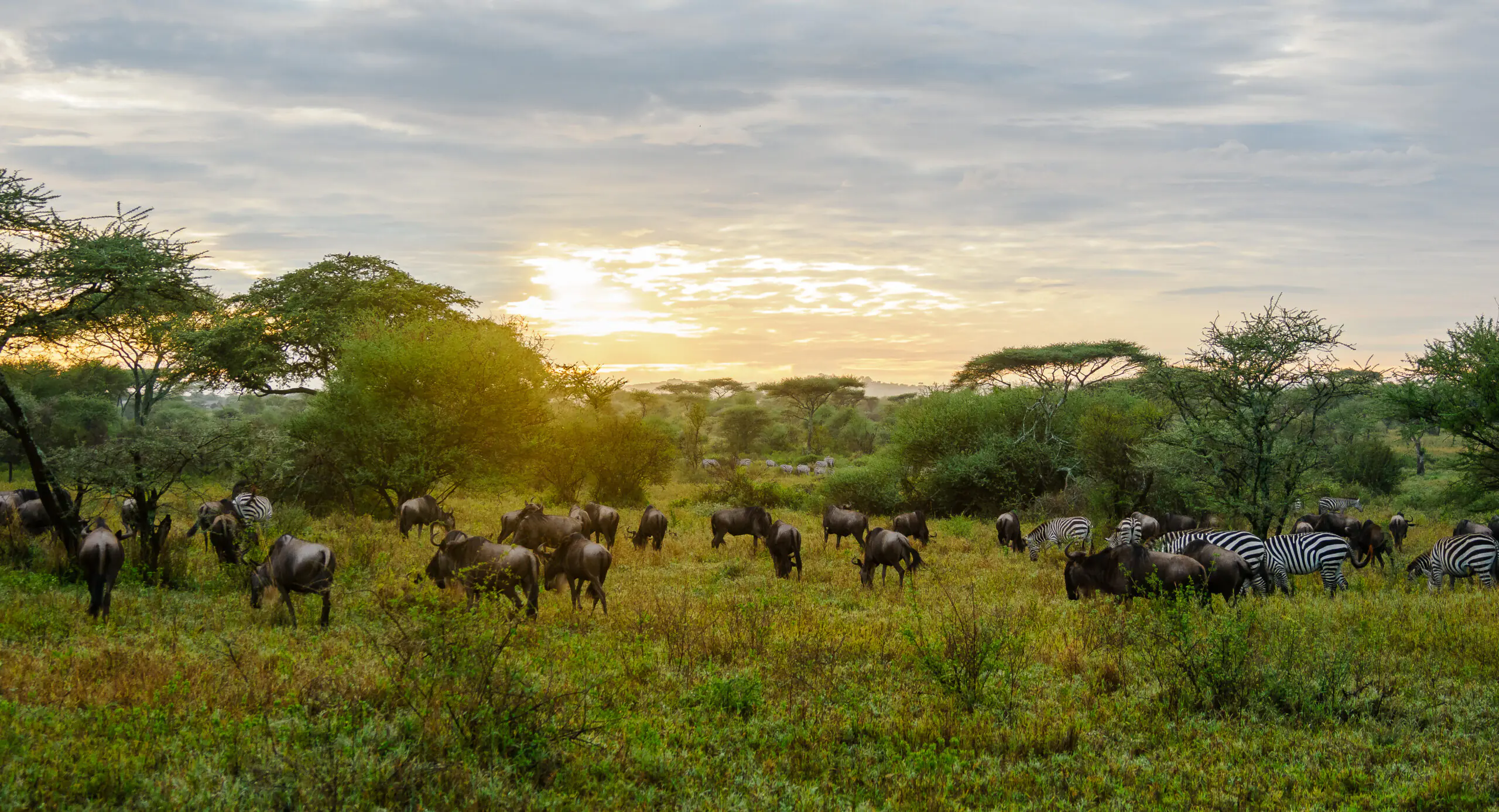 Safaris en Kenia