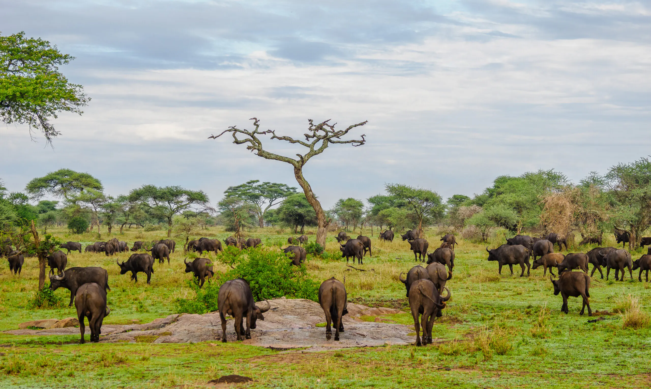 6 Days Nairobi to Mombasa Safari