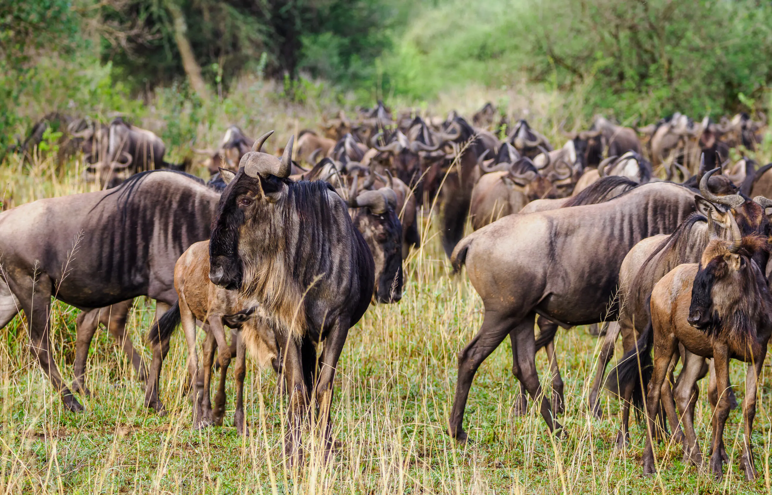 Kenya Tanzania safari