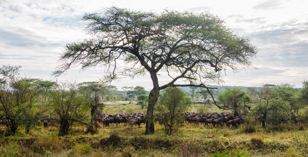 Safari in Kenia
