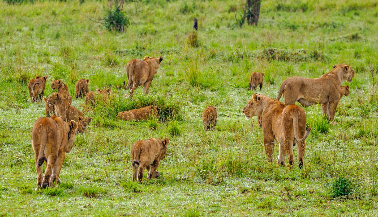 Safaris en Kenia