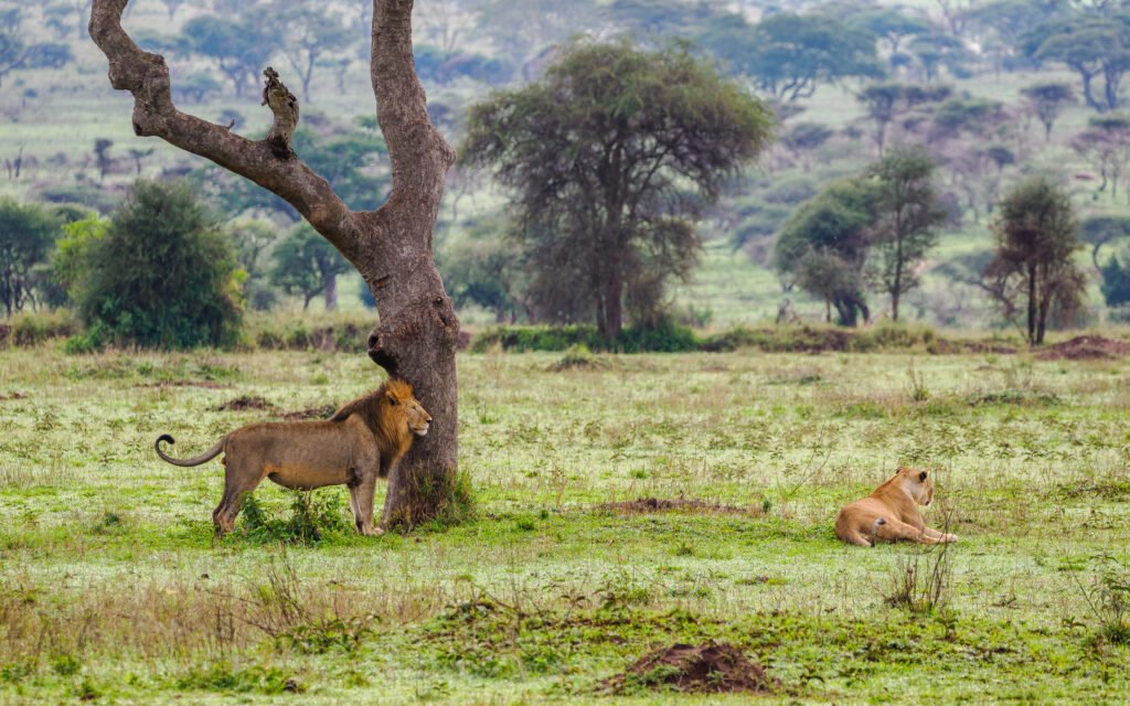 Safari in Kenia
