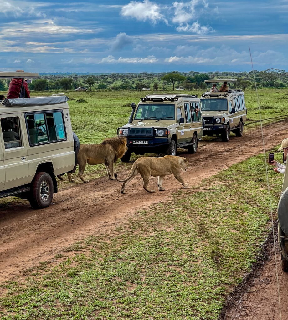 Tanzania safaris