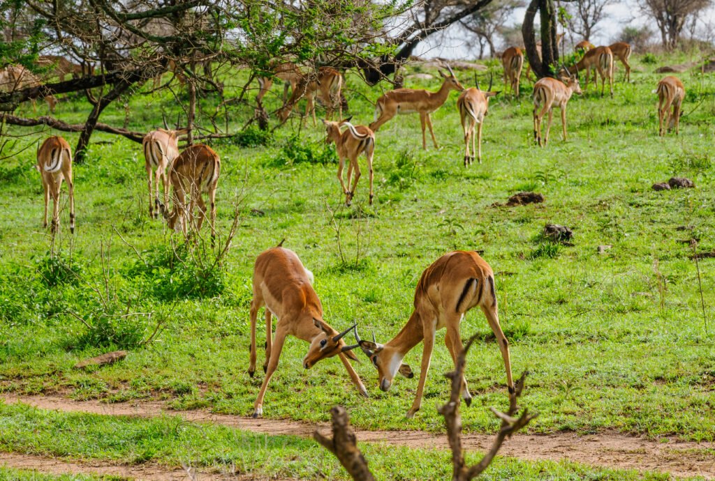 Ruaha National Park