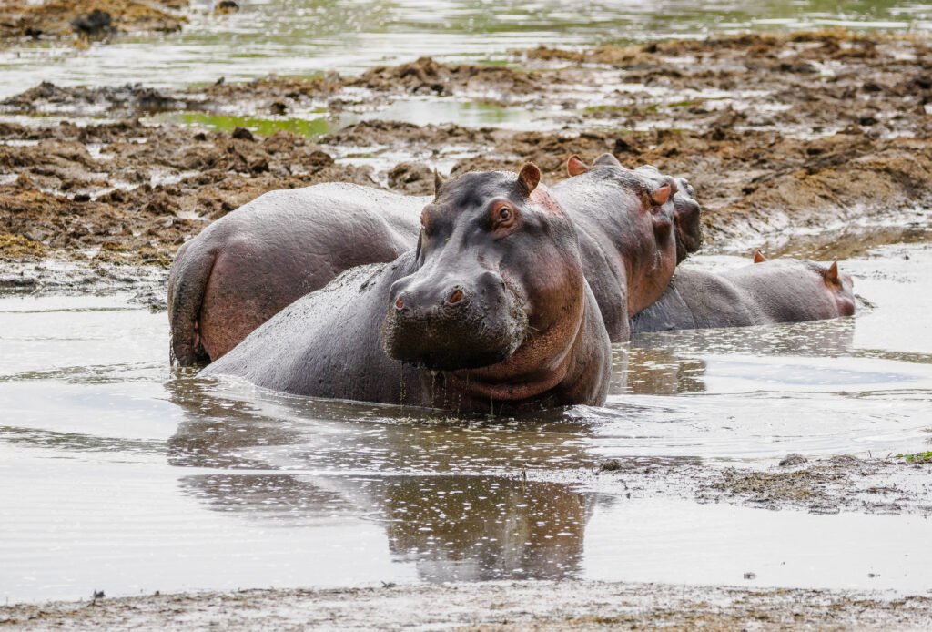 Lake Manyara National Park