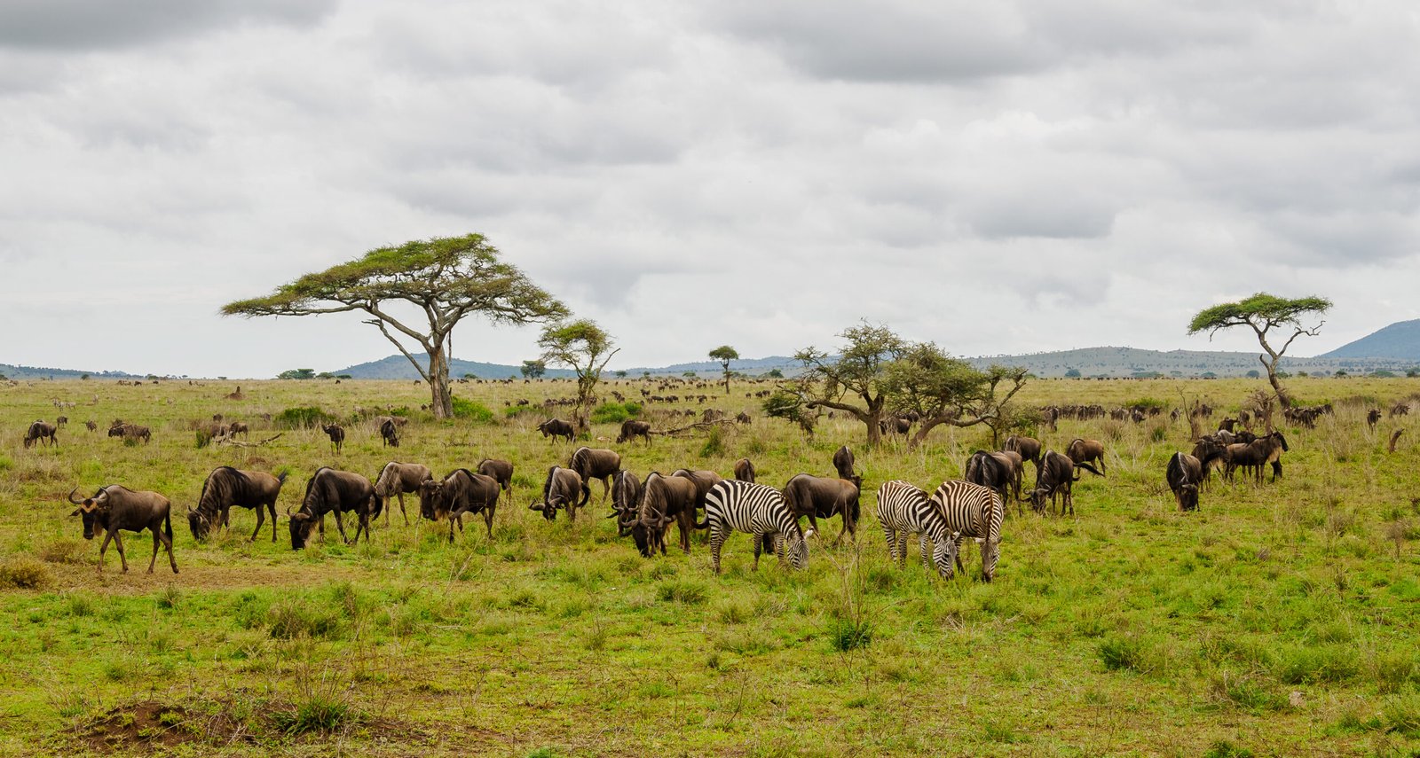 Great Migration