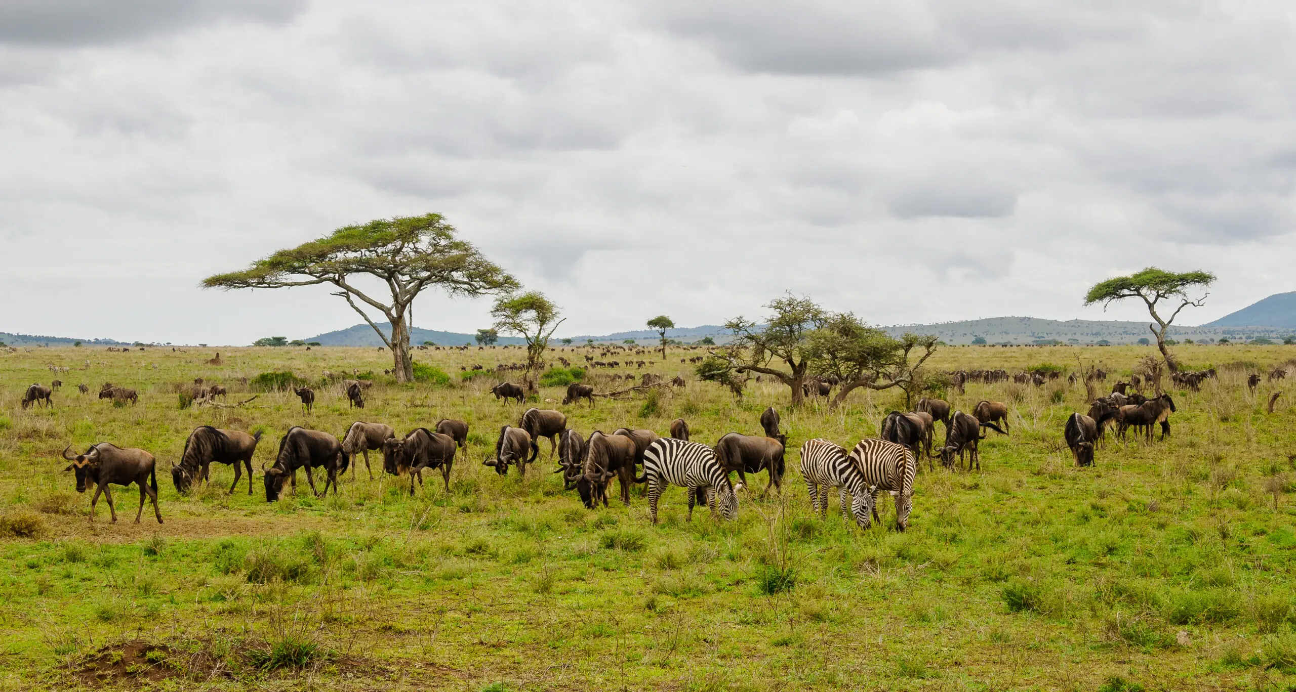 Great Migration