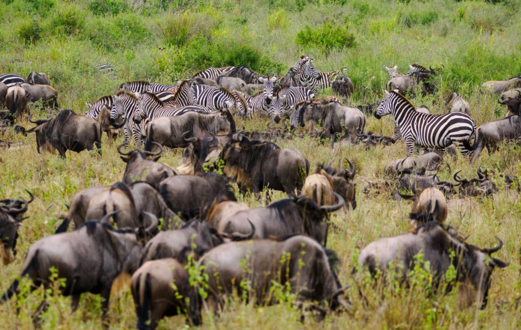 Serengeti National Park Safari