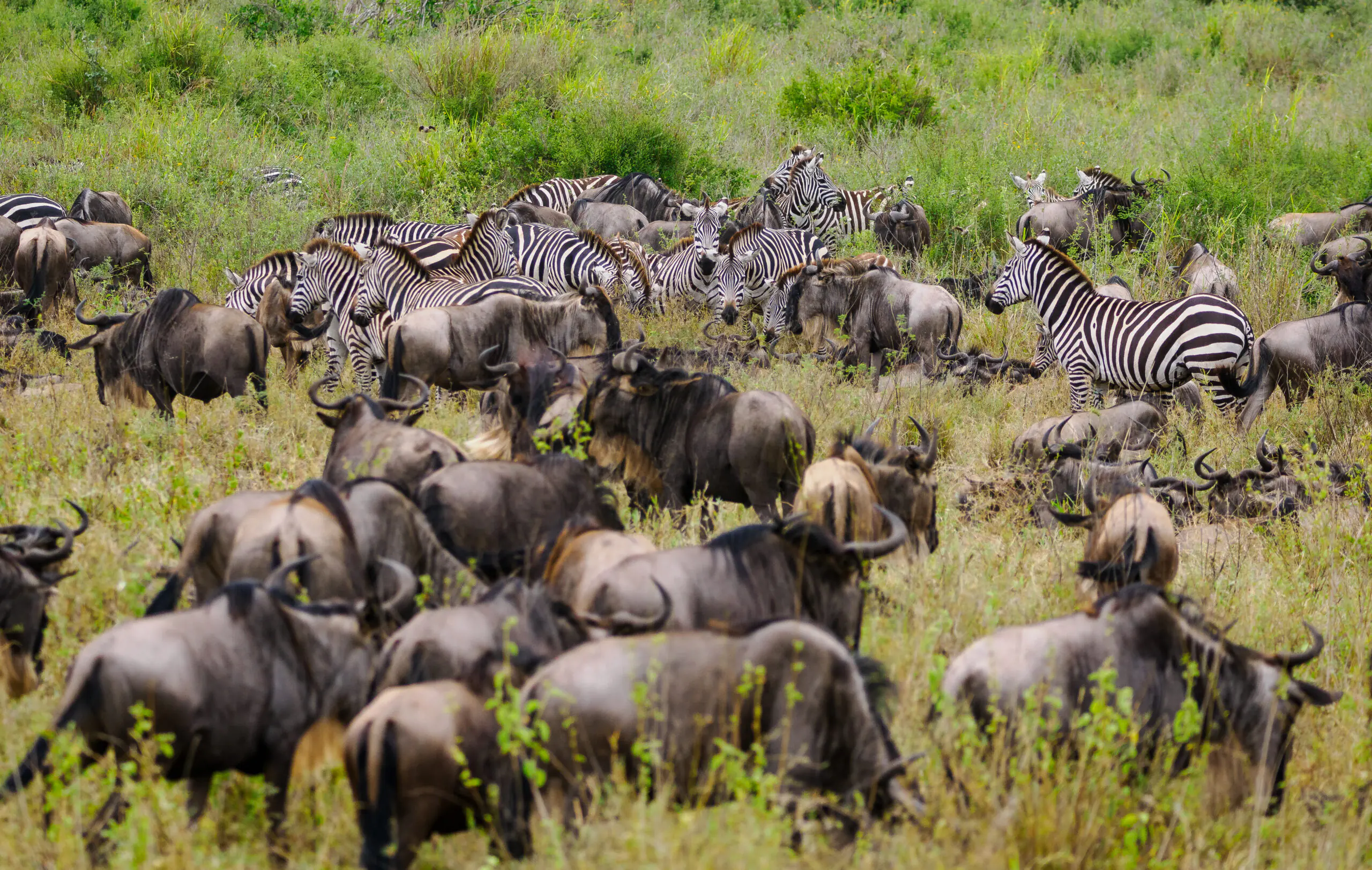 Serengeti National Park Safari