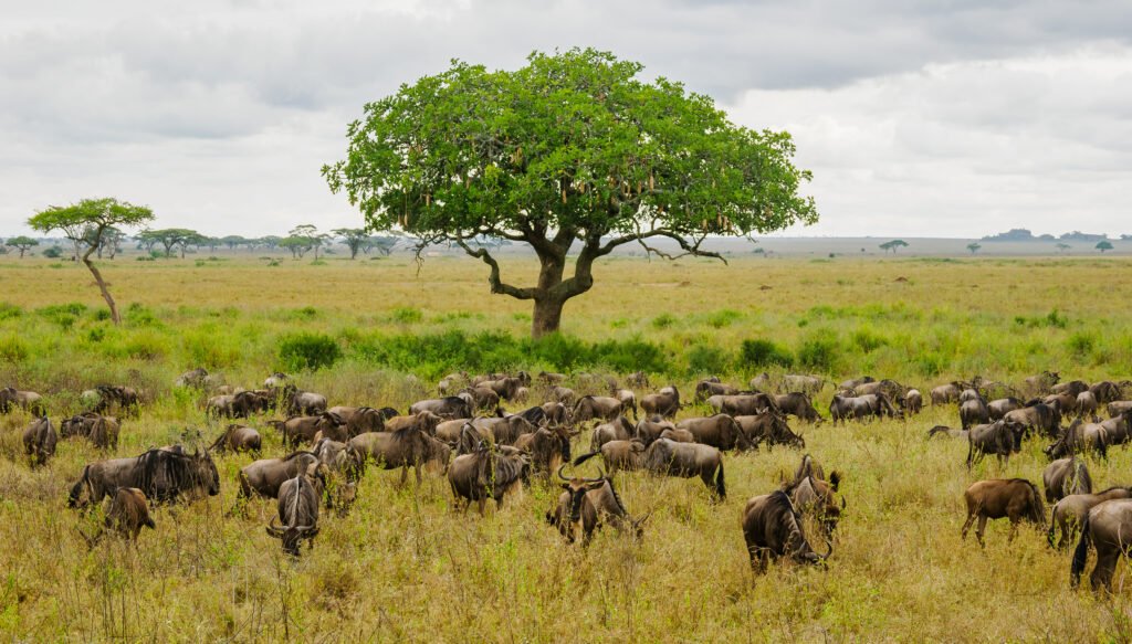 Tanzania safaris