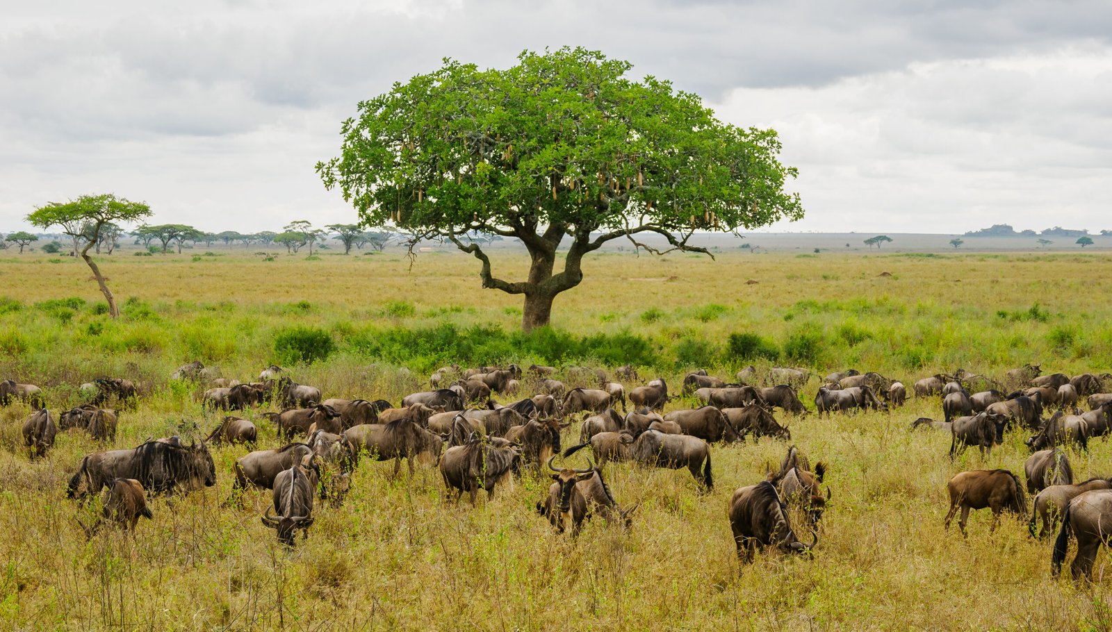 Tanzania safaris