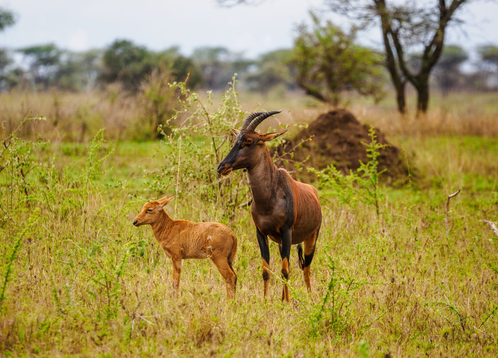 Safari y Playa en Kenia