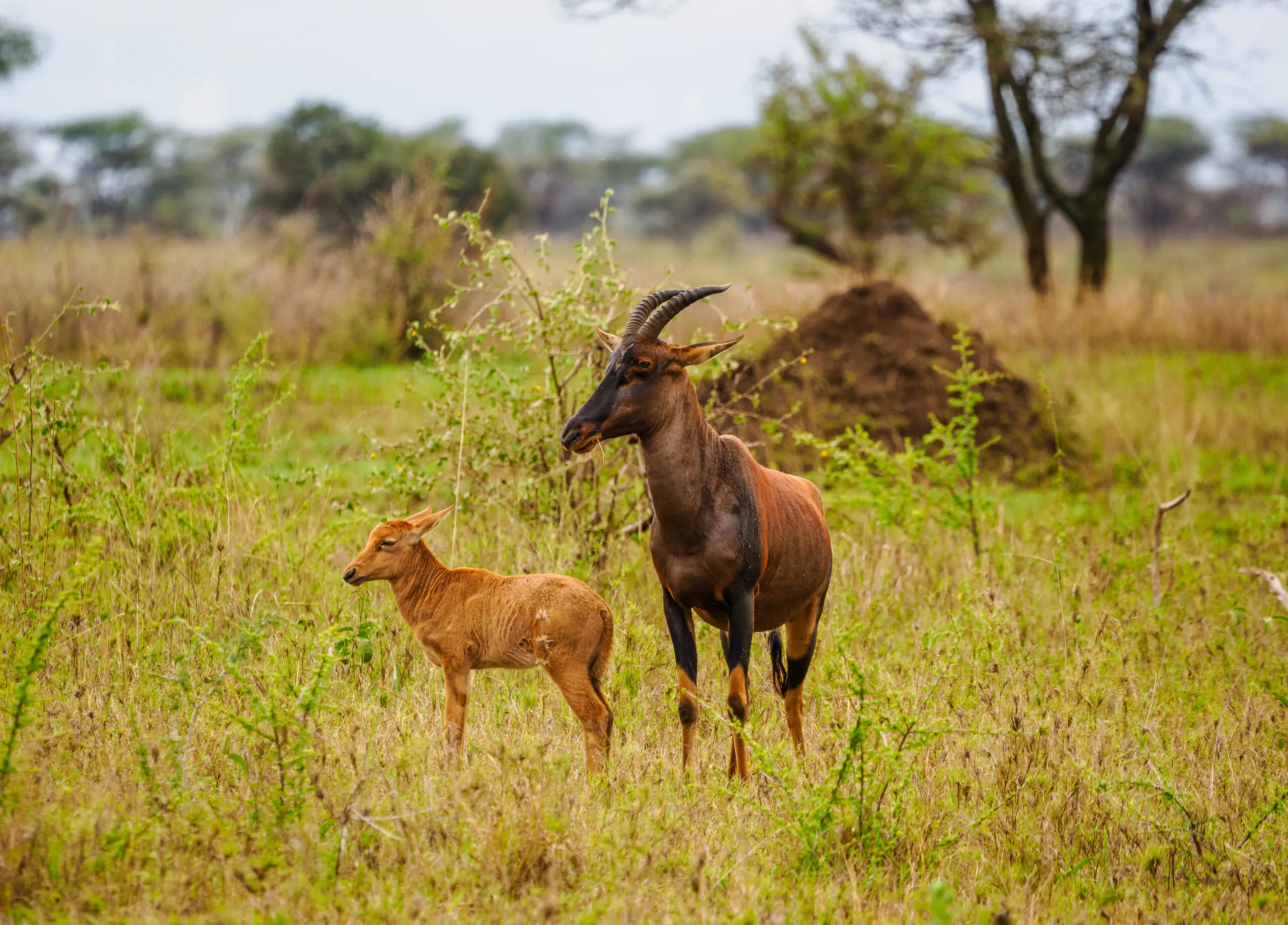 Safari y Playa en Kenia