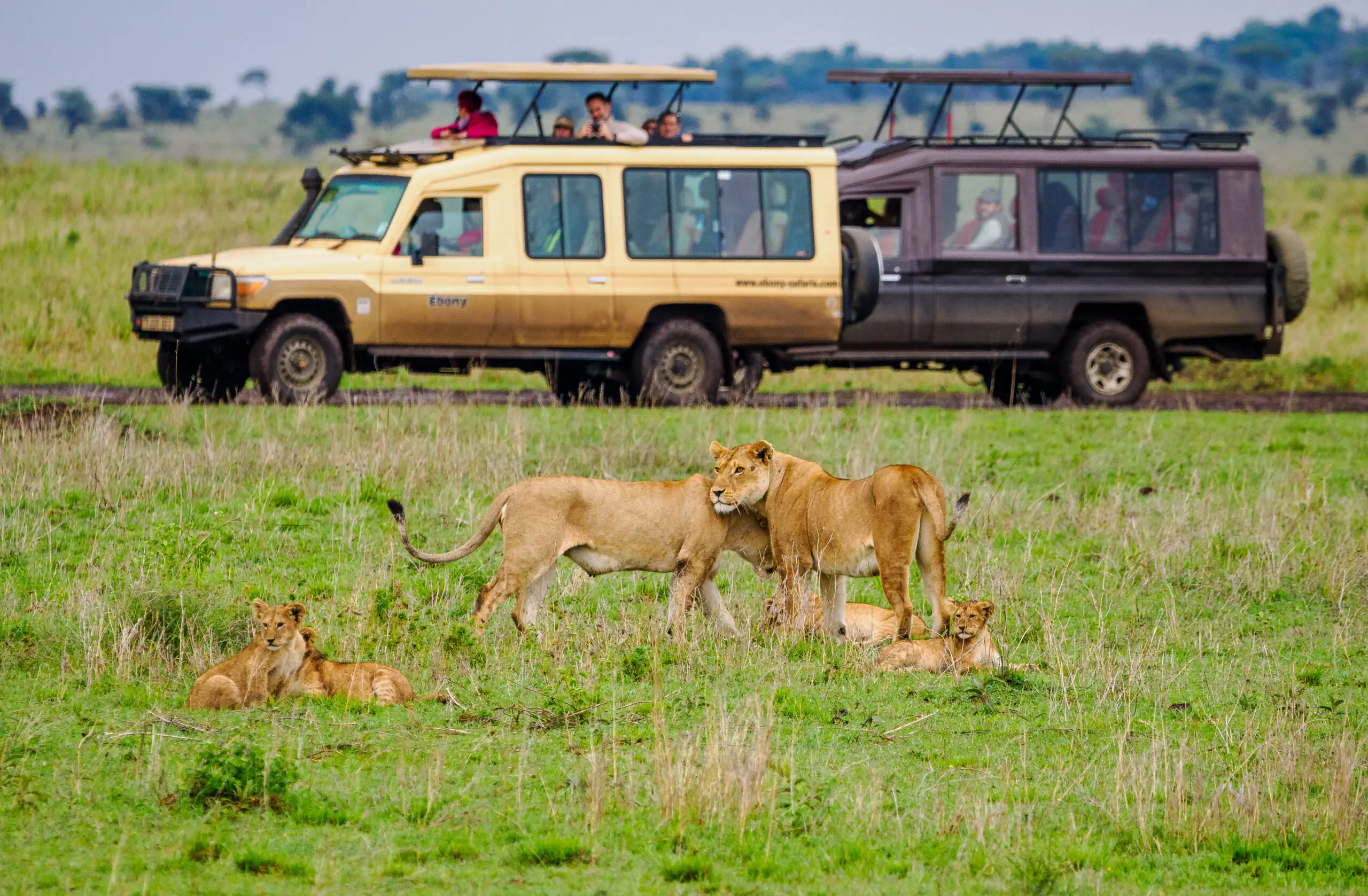 Tanzania safaris