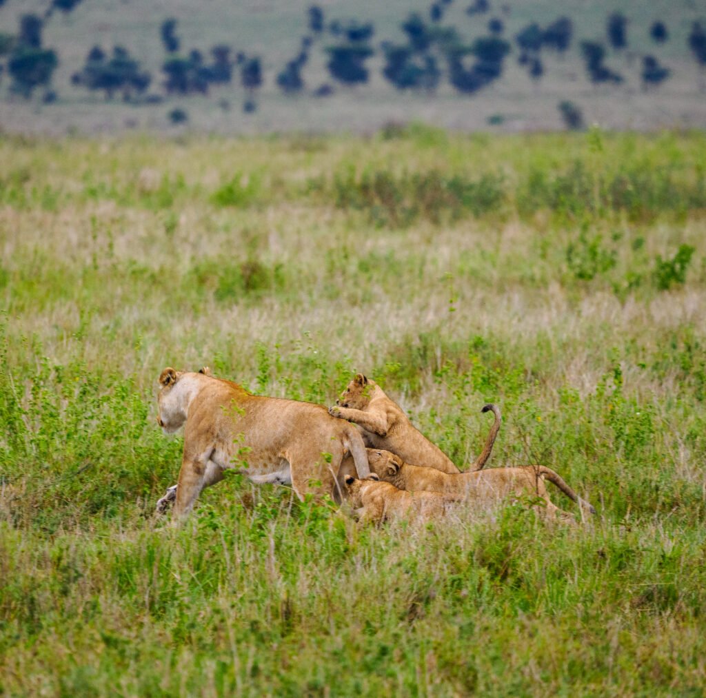 6-Day, 4 National Parks Safari from Nairobi to Mombasa Beach