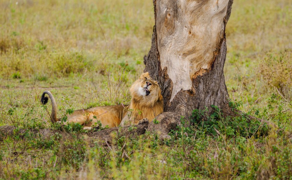 Tanzania safaris