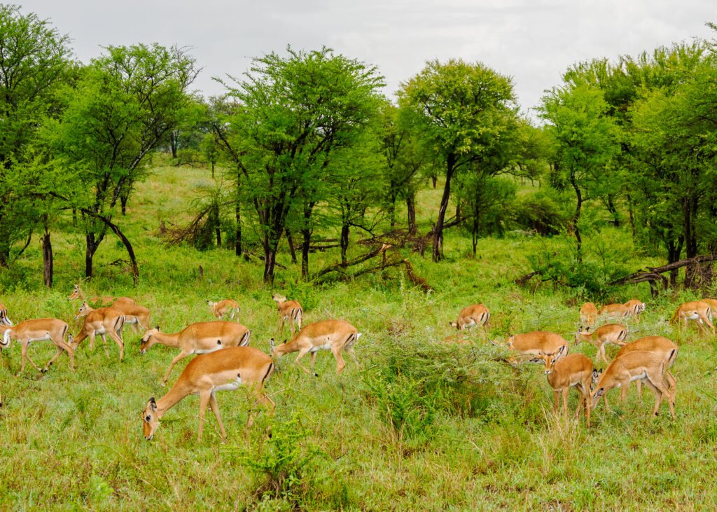 Tanzania SAFARIS