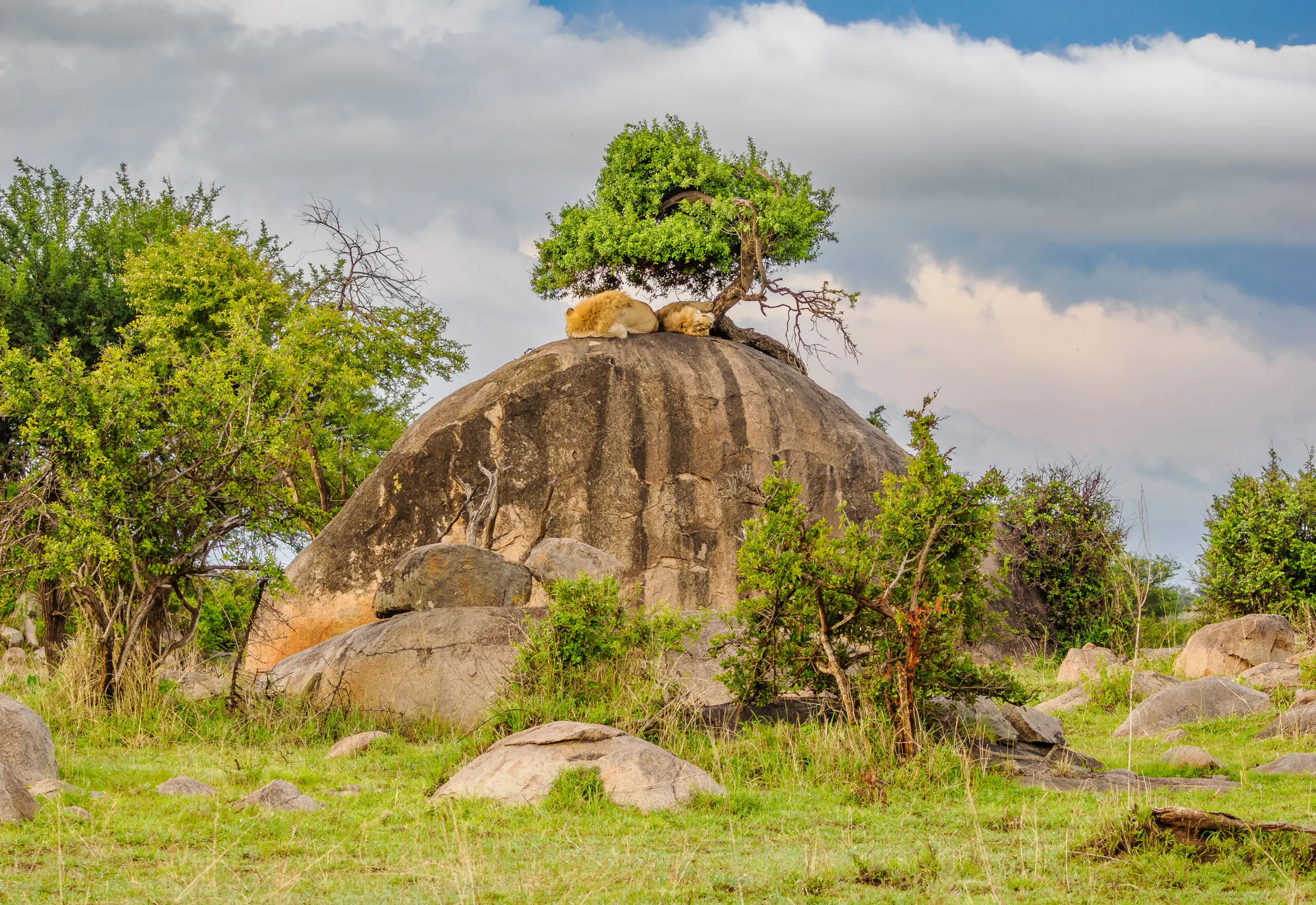 Safari in Kenia