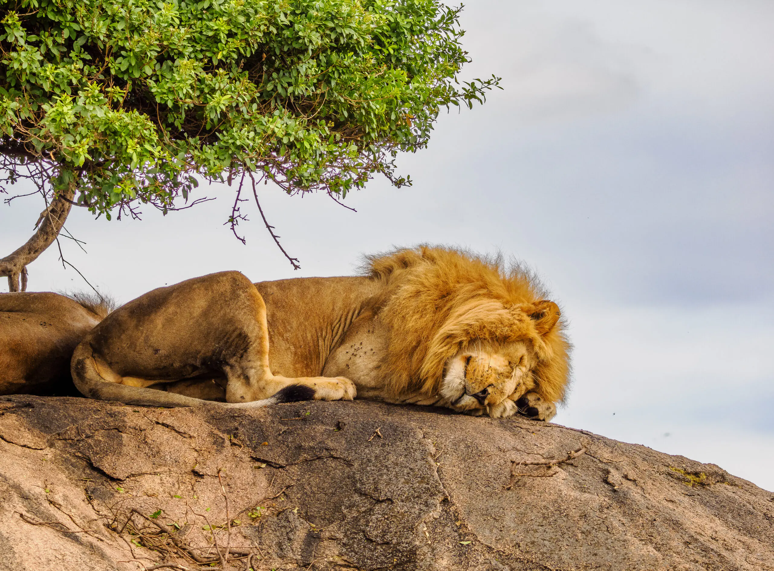 Kenya safari holidays