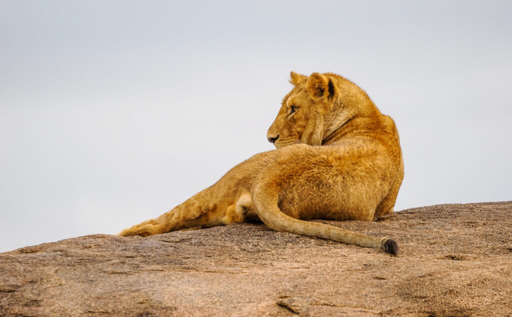 Tanzania safaris